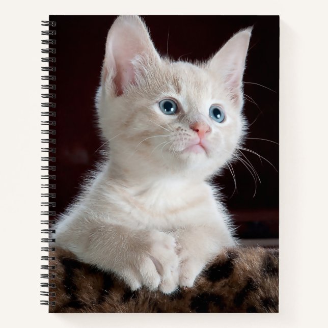 Carnet Kitten blanc vulnérable (Devant)