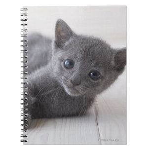Carnet Kitten bleu russe