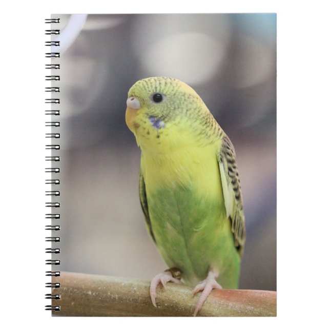 Carnet Kiwi Burbell (Devant)