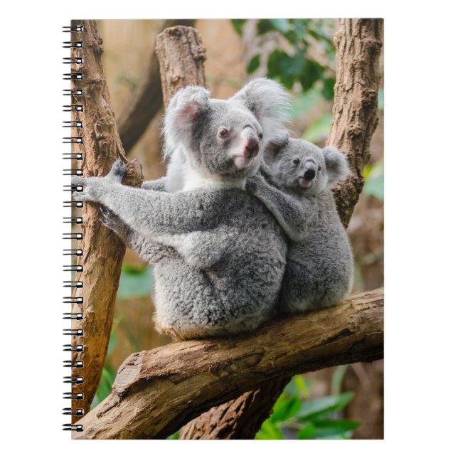 Carnet Koala avec bébé dans un arbre en Australie (Devant)