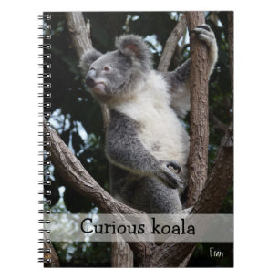 Carnet koala curieux