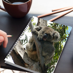 Carnet Koala - Endormi