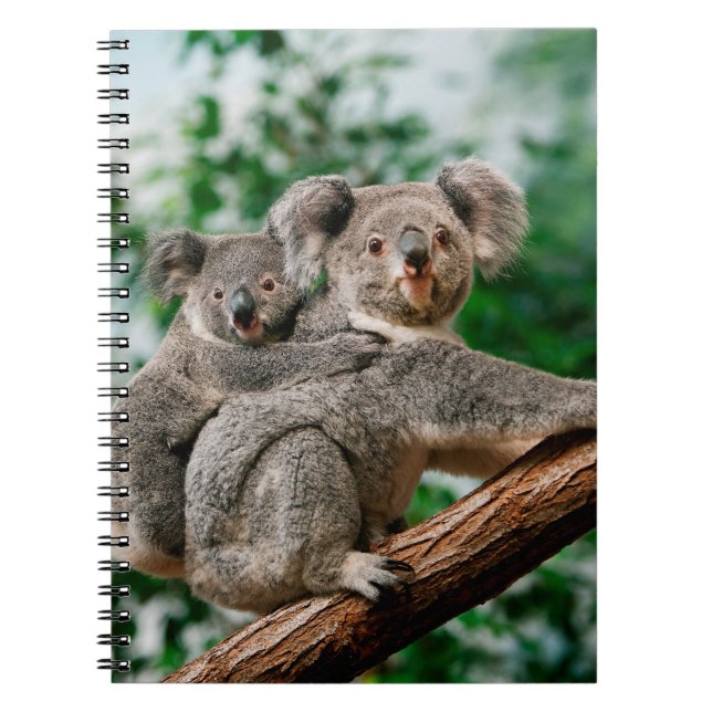 Carnet Koala, phascolarctos cinereus, Femme qui vous port (Devant)