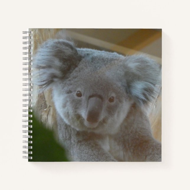 Carnet Koala Portrait (Devant)