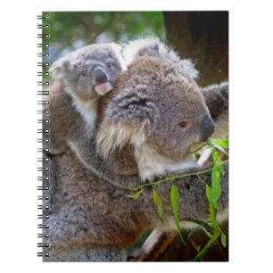 Carnet Koalas