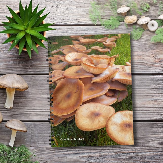 Carnet La chute des champignons (The Fall of Mushrooms Journal Cover Photo)