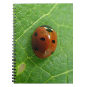 Carnet Ladybug