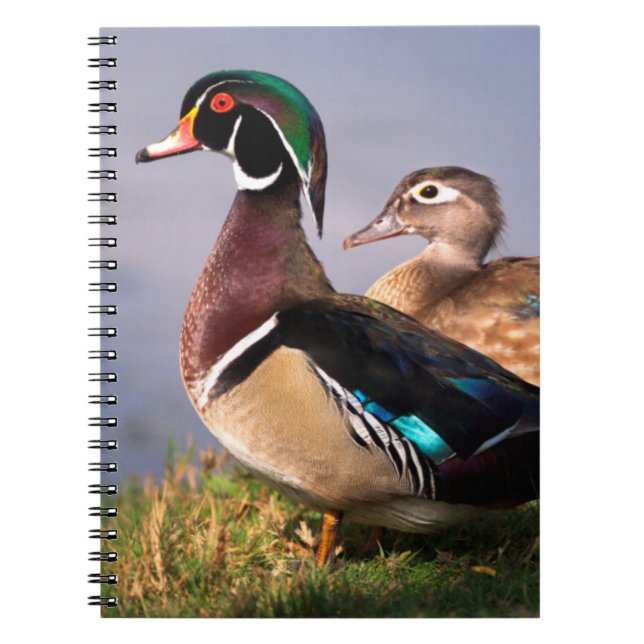 Carnet Lakeside, Canard branchu (Devant)