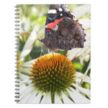 L'amiral papillon sur la fleur