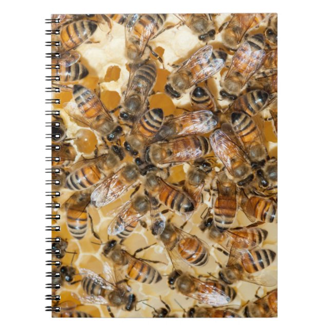 Carnet L'apiculture à Arlo's Honey Farm (Devant)