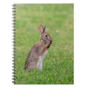 Carnet Lapin debout dans l'herbe et l'air timide