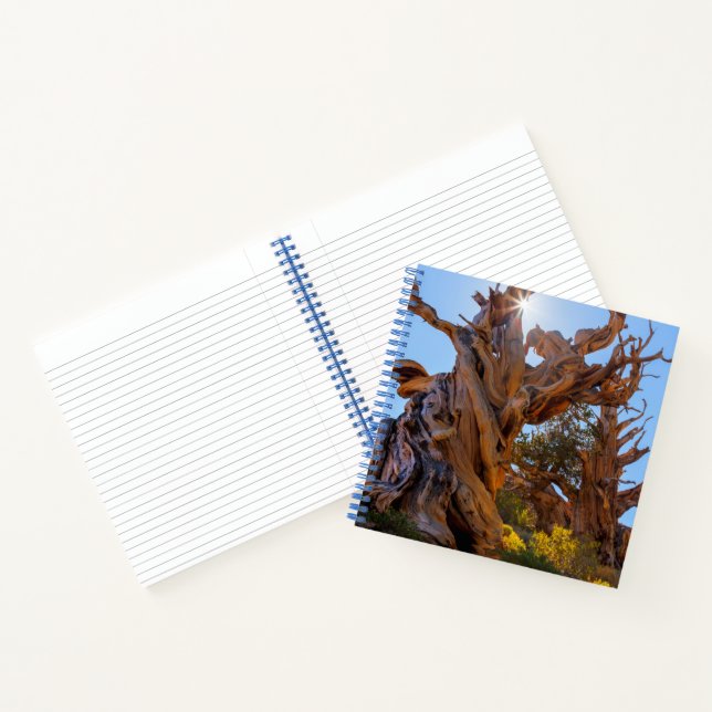 Carnet L'arbre sentinelle (Intérieur)