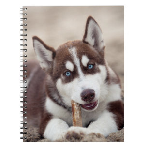 Carnet Le chiot sibérien Husky à la plage