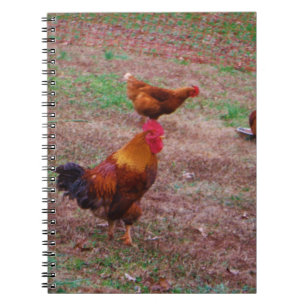 Carnet Le coq et ses poules