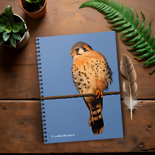 Carnet Le faucon kestrel américain sur fil