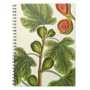 Carnet Le figuier, plaquent 125 "d'un de fines herbes