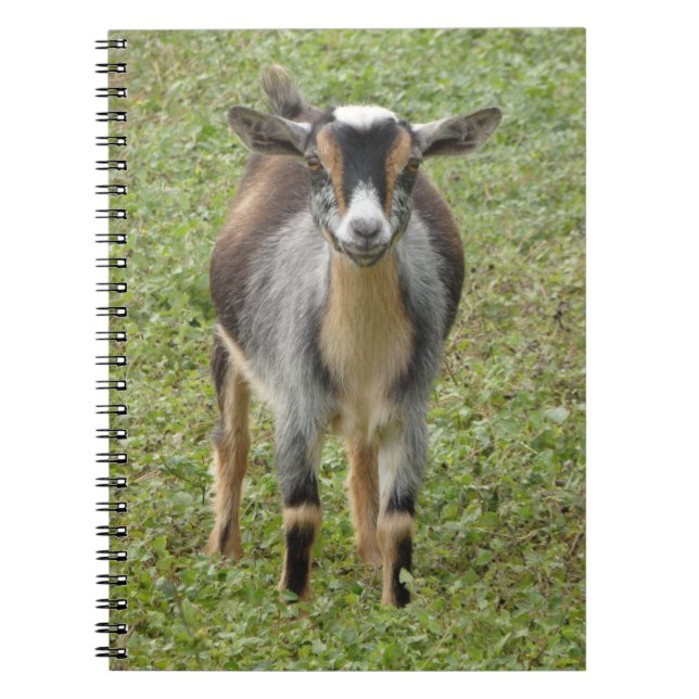 Carnet Le gamin de chèvre laitière naine nigérian (Devant)