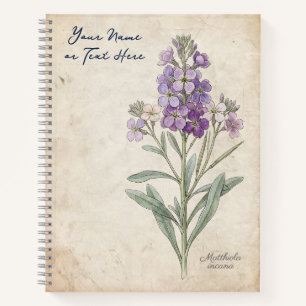 Carnet Le parfumeur du crépuscule : Matthiola Incana Bota