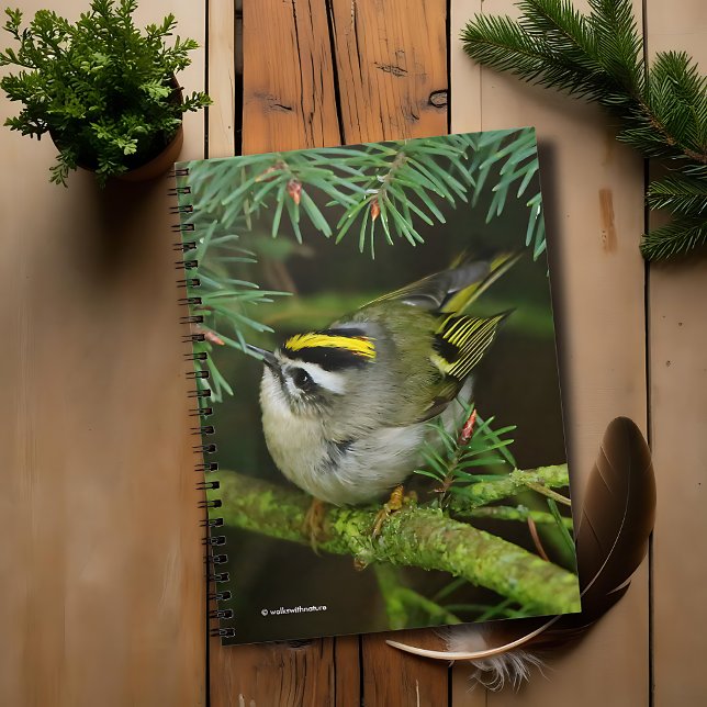 Carnet Le petit petit Kinglet mignon provoque un remue-mé (Cute Golden-Crowned Kinglet Causes a Stir on the Fir Journal Cover Photo)