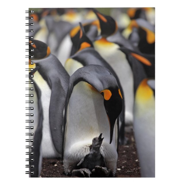 Carnet Le Roi pingouin avec le poussin (Devant)