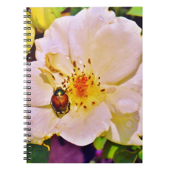 Carnet Le scarabée japonais sur la rose blanche (Devant)