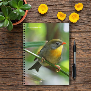 Carnet Leiothrix coloré / Pekin Robin Songbird