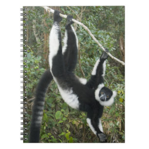 Carnet Lémurien vari noir et blanc, (Varecia