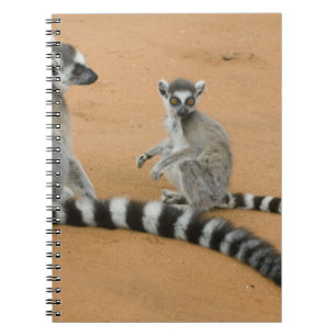 Carnet Lémurs à queue annelée, (Lemur catta), Berenty