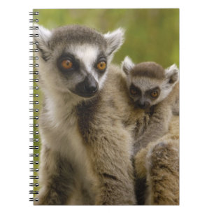 Carnet Lémurs à queue annelée (Lemur catta) Mère et bébé.