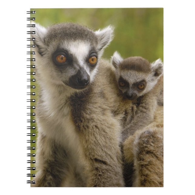 Carnet Lémurs à queue annelée (Lemur catta) Mère et bébé. (Devant)