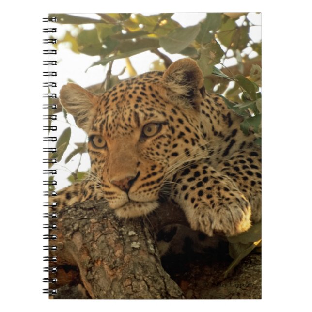 Carnet Léopard pensif (Devant)