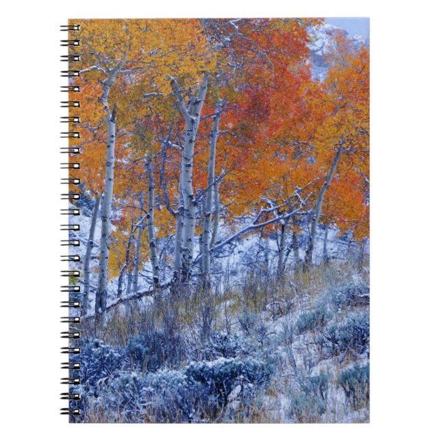 Carnet Les arbres d'Aspen aux couleurs de l'automne, les  (Devant)