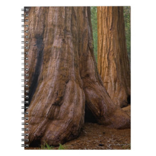 Carnet Les Etats-Unis, la Californie, arbre de séquoia