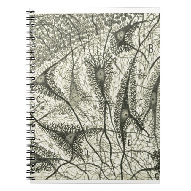 Carnet Les neurones 4 de Cajal (Devant)