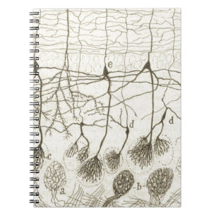 Carnet Les neurones 8 de Cajal