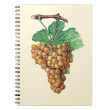 Les raisins "terret blanc", couleur : beurre