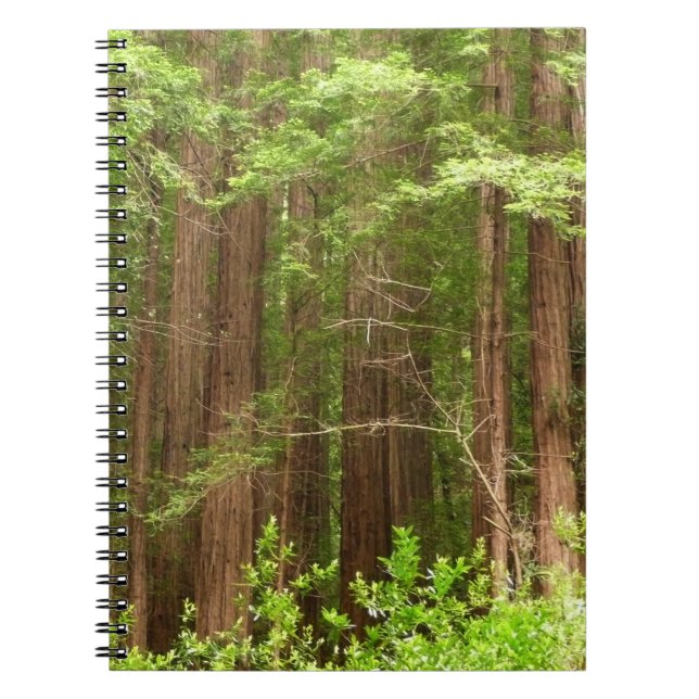 Carnet Les séquoias au monument national de Muir Woods (Devant)