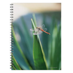 Carnet libellule