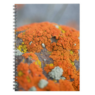 Carnet Lichen orange moss pierre gris