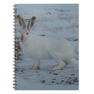 Carnet Lièvre d'Amérique R23
