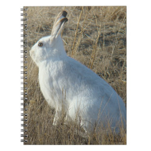 Carnet Lièvre d'Amérique R25