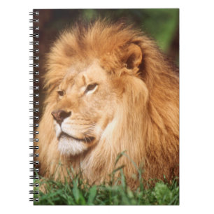 Carnet Lion adulte mâle