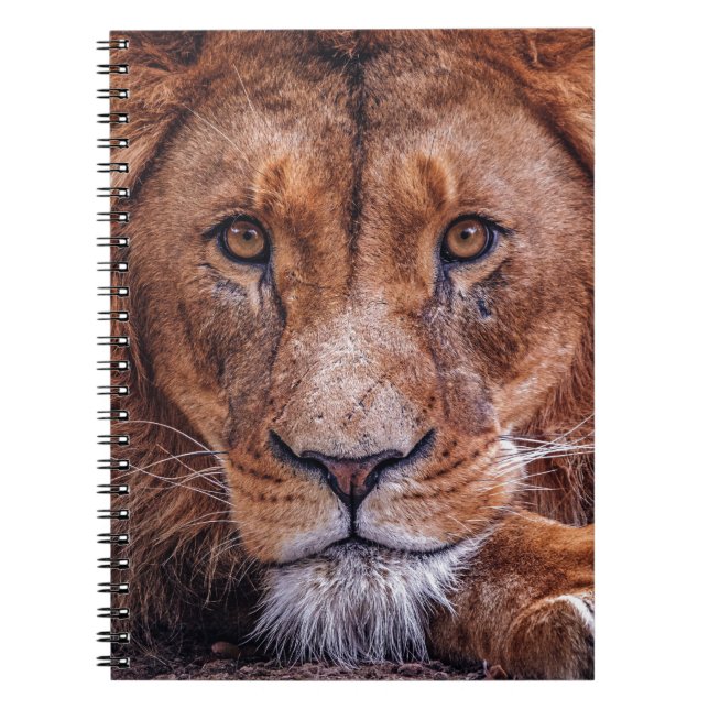 Carnet Lion africain (Devant)