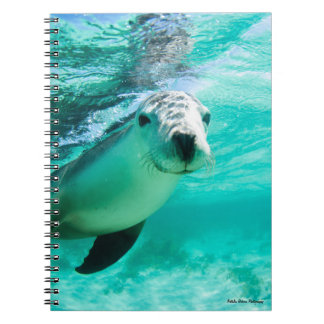 Carnet Lion de mer australien