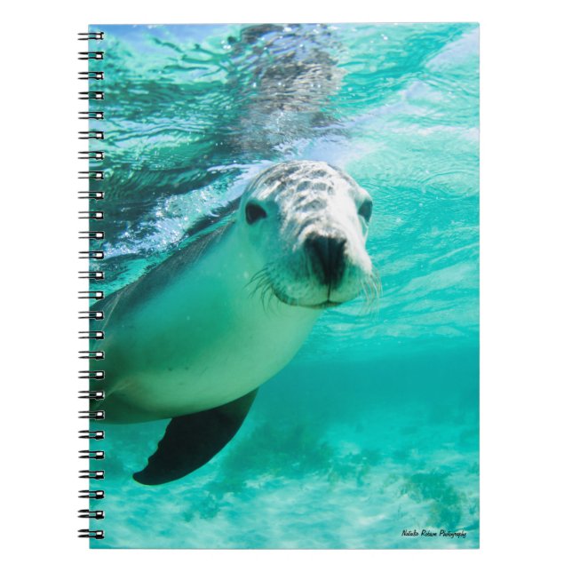 Carnet Lion de mer australien (Devant)