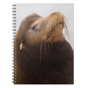 Carnet Lion de mer de Californie
