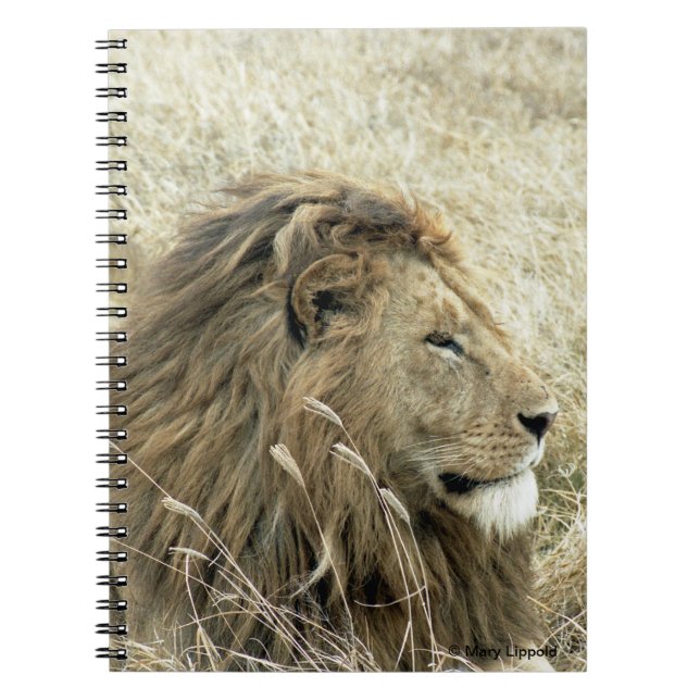 Carnet Lion mâle (Devant)