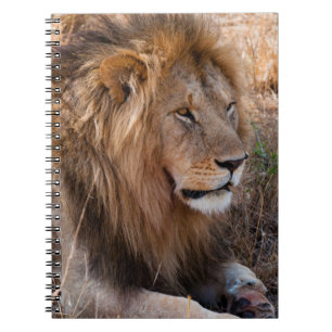 Carnet Lion Réserve nationale de Maasai Mara, Kenya