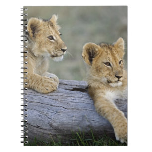 Carnet Lionceaux sur une bûche