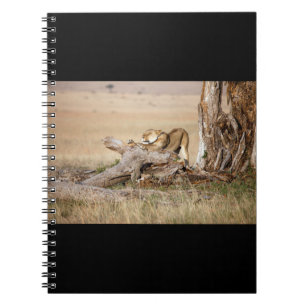 Carnet Lioness stretching